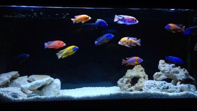 120 gallons freshwater fish tank (mostly fish and non-living decorations) - All male peacock tank