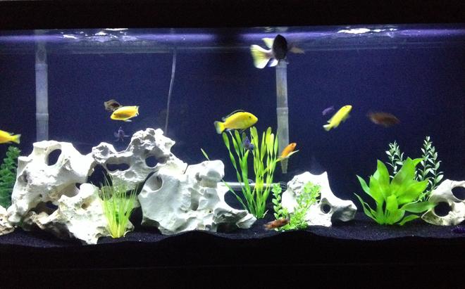 55 gallons freshwater fish tank (mostly fish and non-living decorations) - My Tank