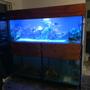 230 gallons saltwater fish tank (mostly fish, little/no live coral) - New setup
