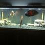 75 gallons freshwater fish tank (mostly fish and non-living decorations) - Bonnie an clyde