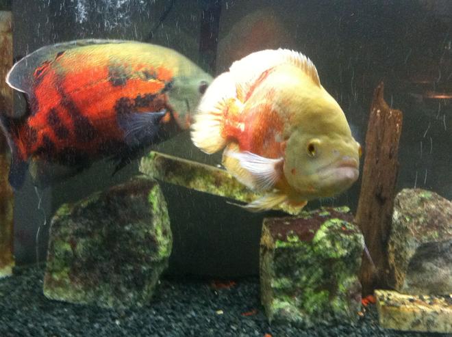 freshwater fish - astronotus ocellatus - albino oscar stocking in 75 gallons tank - Close up