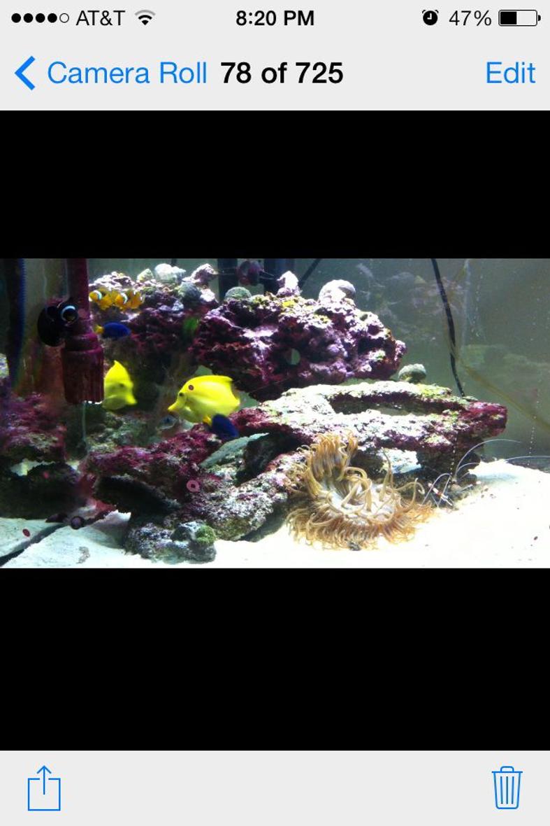 75 gallons saltwater fish tank (mostly fish, little/no live coral) - My salt water tank running two years an doing well may 57 gallon corner tank 100 pounds of Fiji live rock 2 clowns One yellow tang 3 damsals A very large long tenical And a angel fish that I don't know the name of A bunch of inverts chola te star fish More then I can name took me 3 mounths to build my self my true pride