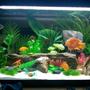 125 gallons freshwater fish tank (mostly fish and non-living decorations) - ..