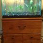 fish tank picture - Cool little 20 gallon for sale. Send email to me at tiff_Rob@ Yahoo