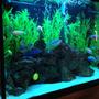 44 gallons freshwater fish tank (mostly fish and non-living decorations) - Tank Update