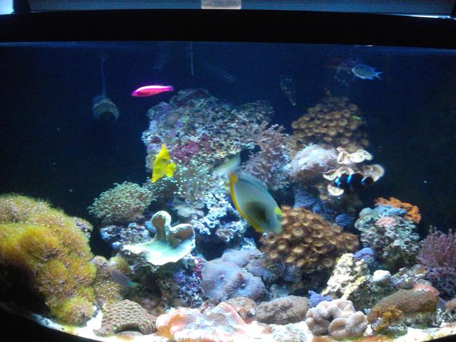 100 gallons reef tank (mostly live coral and fish) - 100g corner 1/4 cyl tank n sump