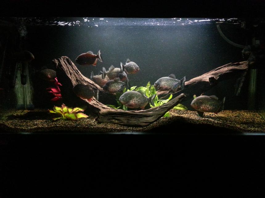 Rated #3: 160 Gallons Freshwater Fish Tank - My main tank