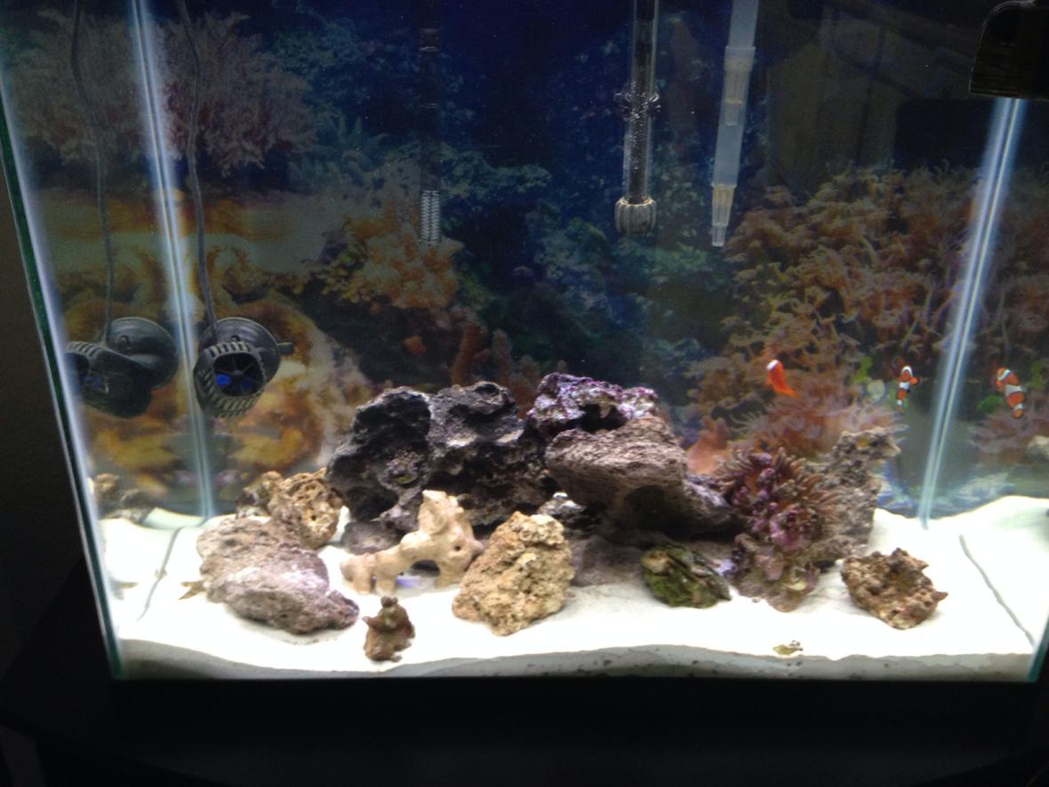 56 gallons saltwater fish tank (mostly fish, little/no live coral) - My tank