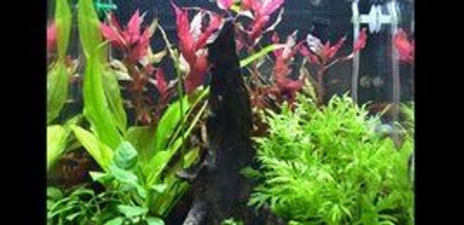 8 gallons planted tank (mostly live plants and fish) - Patience. It took 5 months to get to this point.