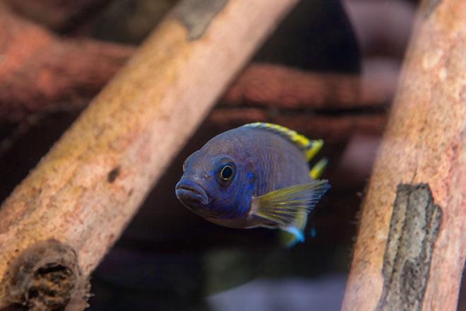 freshwater fish - copadichromis borleyi - yellowfin borleyi cichlid stocking in 56 gallons tank - Peacock Cichlid