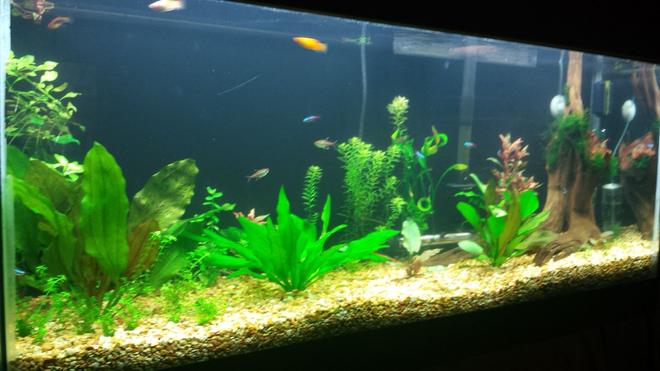 55 gallons freshwater fish tank (mostly fish and non-living decorations) - 1 month after setup and still in progress