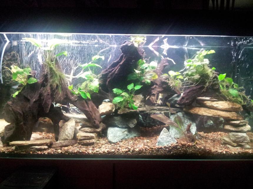 Rated #555: 65 Gallons Freshwater Fish Tank - new set up 3.0 with dwarfs crybensis Fluval 404 filter, AquaClear power head 30, Double Aquaclear power glow lights , i use pit moss into the filter.Driftwood and ''Magog Rocks'' 3x Black Neons 1x Black ghost 1x Clown loach