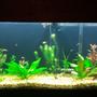 fish tank picture - Just trimmed some old leaves