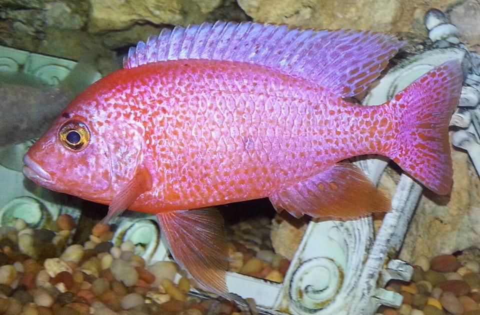 freshwater fish - haplochromis sp. - fire cichlid stocking in 75 gallons tank - Fire cichlid