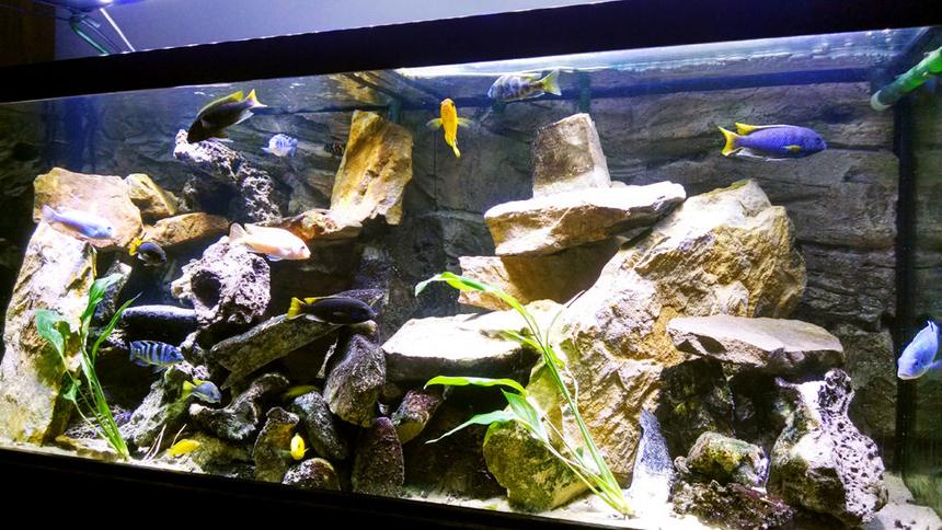 Rated #10: 75 Gallons Freshwater Fish Tank - Lake Malawi Cichlids.  75 gallon All-Glass aquarium with an Eheim Ecco canister filter and an Eheim Wet/Dry canister filter.  Lighting is a Deep Blue Professional SolarFlare DX LED.  ATG 3d rock wall background.  Rockscapes are all natural stone...mostly sand stone and lace rock.