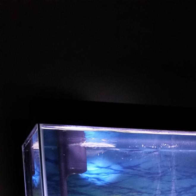 29 gallons freshwater fish tank (mostly fish and non-living decorations) - FreshwaternTank