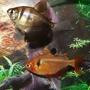 freshwater fish - hyphessobrycon callistus - red minor serpae tetra stocking in 10 gallons tank - My Black Skirt Tetra and Serpae Tetra