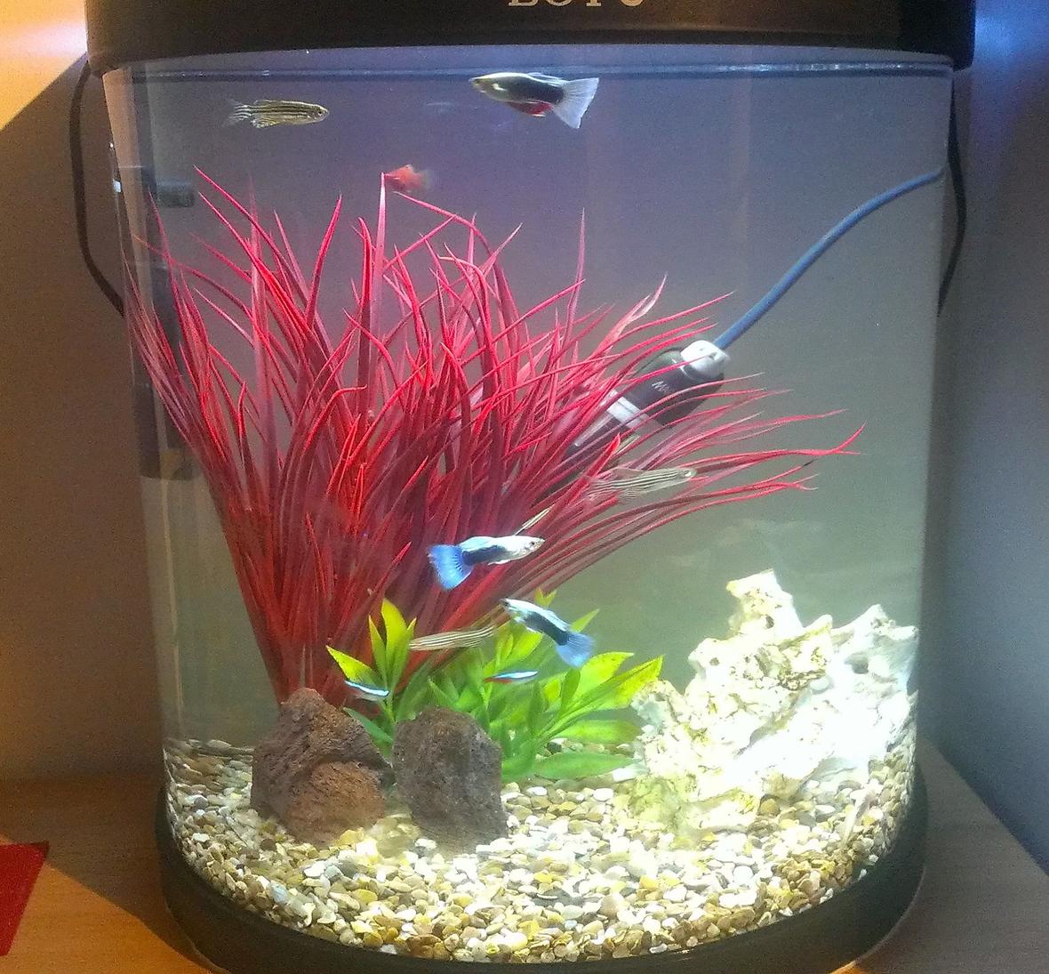 5 gallons freshwater fish tank (mostly fish and non-living decorations) - My first tank (5 Gallon)