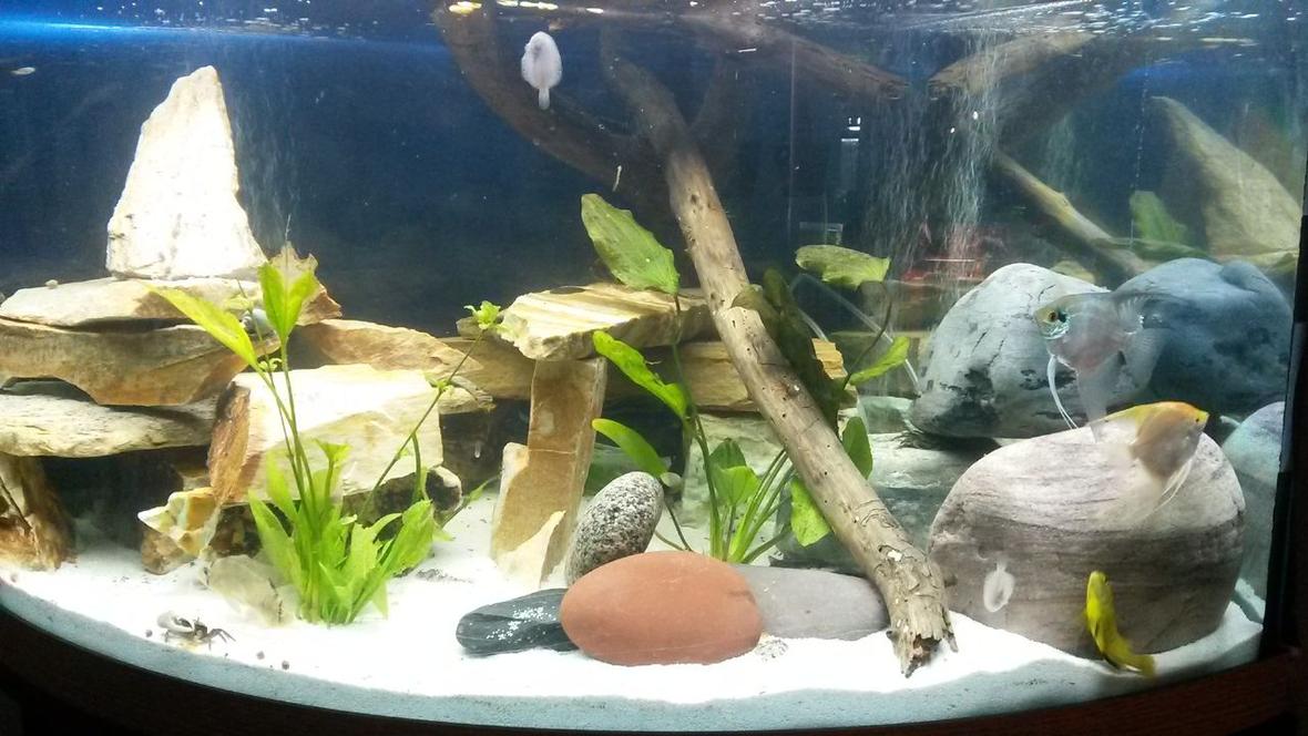 90 gallons freshwater fish tank (mostly fish and non-living decorations) - Cichlid Tank