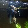 freshwater fish - pterophyllum sp. - koi angel stocking in 36 gallons tank - UABSleeper89's Juvenile Angelfish