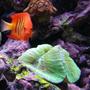 corals inverts - trachyphyllia geoffroyi - brain coral, trachyphyllia stocking in 80 gallons tank - Flame hanging next to coral