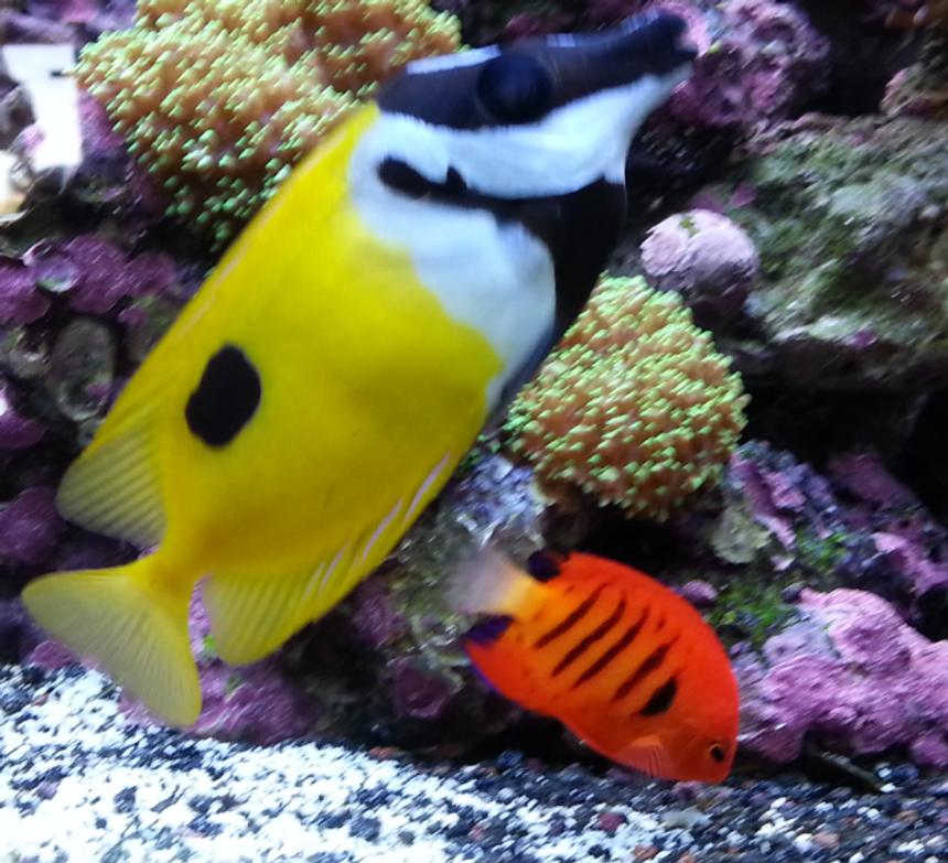 Rated #6: Saltwater Fish - Siganus Unimaculatus - One Spot Foxface Stocking In 80 Gallons Tank - Flame angel and fox face