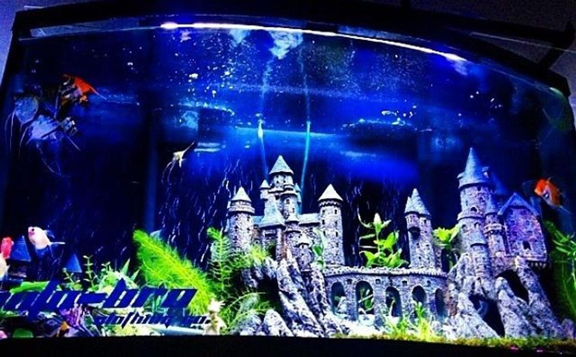 46 gallons planted tank (mostly live plants and fish) - 46 gallon bowfront angelfish castletank liveplants