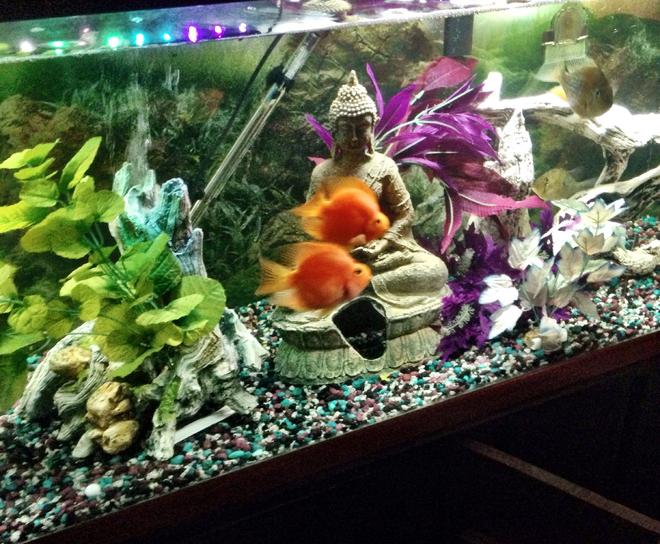 125 gallons freshwater fish tank (mostly fish and non-living decorations) - Two blood parrots
