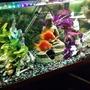 125 gallons freshwater fish tank (mostly fish and non-living decorations) - Two blood parrots
