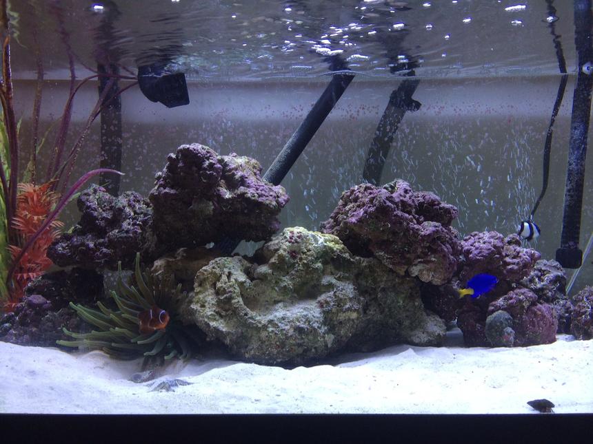 Rated #39: 40 Gallons Reef Tank - 40 gallon breeder, new tank