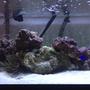 40 gallons reef tank (mostly live coral and fish) - 40 gallon breeder, new tank