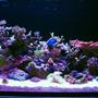 fish tank picture - 4 of 4