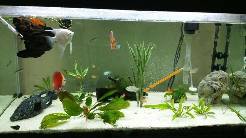 Rated #72: 52 Gallons Planted Tank - Suggestion, comments are welcome.