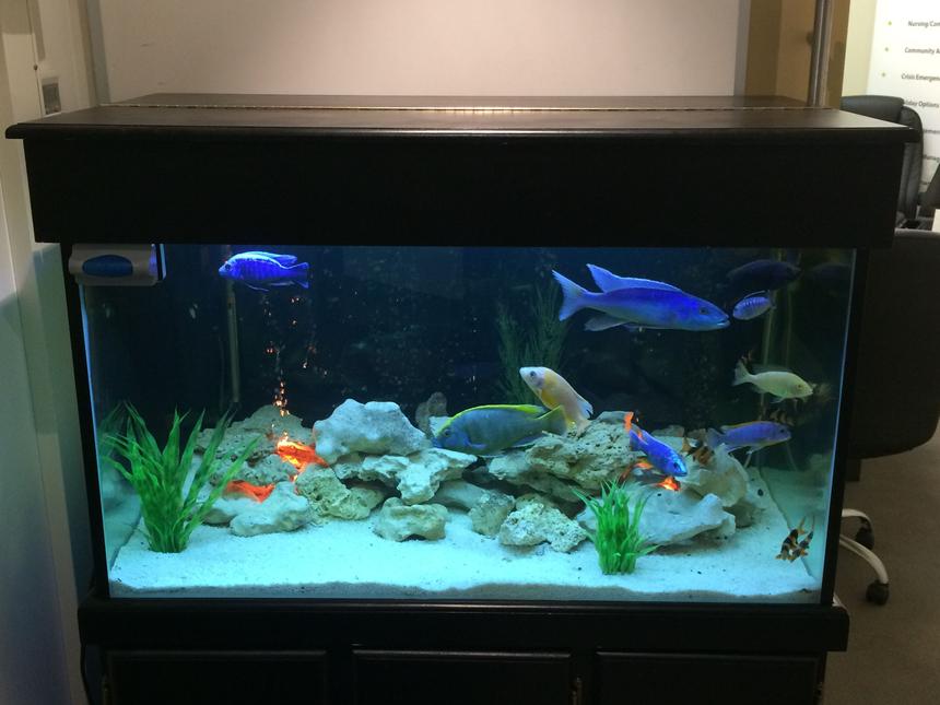 Rated #70: 106 Gallons Freshwater Fish Tank - 100 + gallon tank, assorted white rock, marble chips, fluval canister filter and plastic plants :) assorted fish include venustus, Champsochromis caeruleus, common plecostomus, gold spotted plecostomus, featherfin catfish, clown loaches and cuckoo catfish