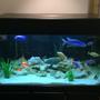 106 gallons freshwater fish tank (mostly fish and non-living decorations) - 100 + gallon tank, assorted white rock, marble chips, fluval canister filter and plastic plants :) assorted fish include venustus, Champsochromis caeruleus, common plecostomus, gold spotted plecostomus, featherfin catfish, clown loaches and cuckoo catfish