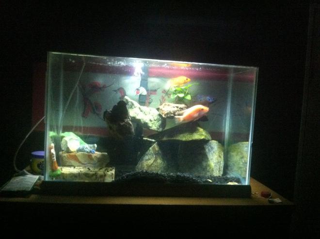 75 gallons planted tank (mostly live plants and fish) - Chichlid tank 
4 mixed chichlids 
One unidentified plant that's done well 
Bin they have bin gettin alone well together for about a year