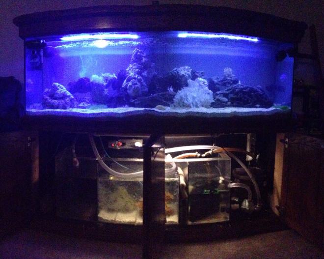 120 gallons saltwater fish tank (mostly fish, little/no live coral) - Sump/Refugium addition is a success. Soon to come, REEF !
