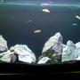 57 gallons freshwater fish tank (mostly fish and non-living decorations) - First attempt at keeping Malawis and rockscaping
