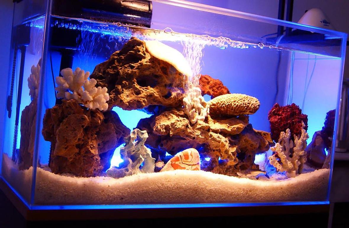 33 gallons freshwater fish tank (mostly fish and non-living decorations) - My Updated Aquarium with Sharks