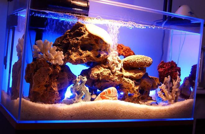 33 gallons freshwater fish tank (mostly fish and non-living decorations) - My Updated Aquarium with Sharks