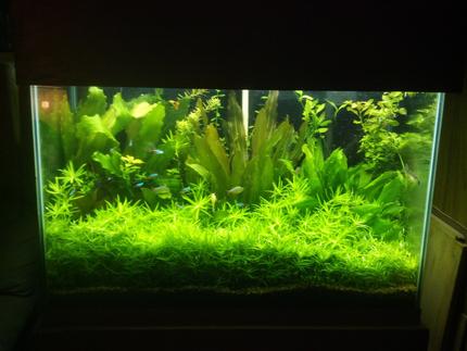 70 gallons planted tank (mostly live plants and fish) - 70 gal