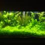 70 gallons planted tank (mostly live plants and fish) - 70 gal