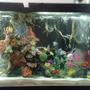 fish tank picture - 5