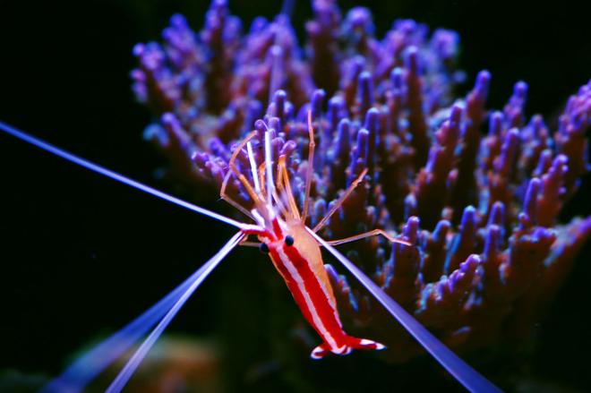 corals inverts - lysmata amboinensis - scarlet skunk cleaner shrimp stocking in 105 gallons tank - My Scarlet Cleaner