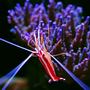 corals inverts - lysmata amboinensis - scarlet skunk cleaner shrimp stocking in 105 gallons tank - My Scarlet Cleaner