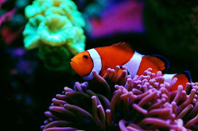saltwater fish - amphiprion ocellaris - ocellaris clownfish, tank bred ( stocking in 105 gallons tank - Hosting