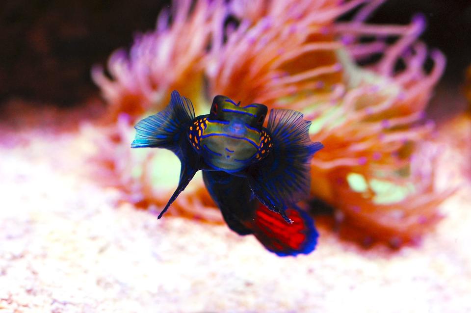 saltwater fish - synchiropus splendidus - green mandarin ( stocking in 105 gallons tank - Mandarin