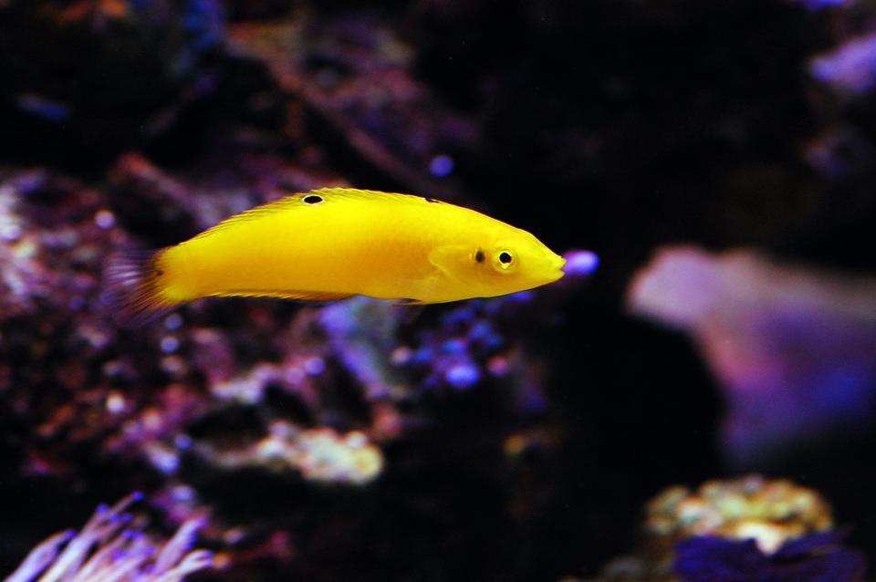 saltwater fish - halichoeres chrysus - yellow wrasse stocking in 105 gallons tank - Yellow Coris