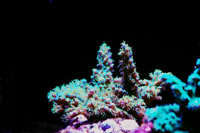 corals inverts - acropora millepora - millepora acropora coral stocking in 105 gallons tank - Milli