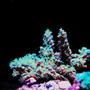corals inverts - acropora millepora - millepora acropora coral stocking in 105 gallons tank - Milli